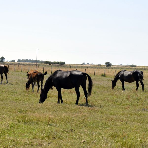 Cavalli casale maremma