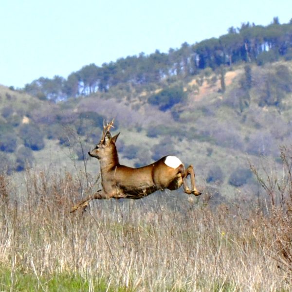 Animali casale maremma
